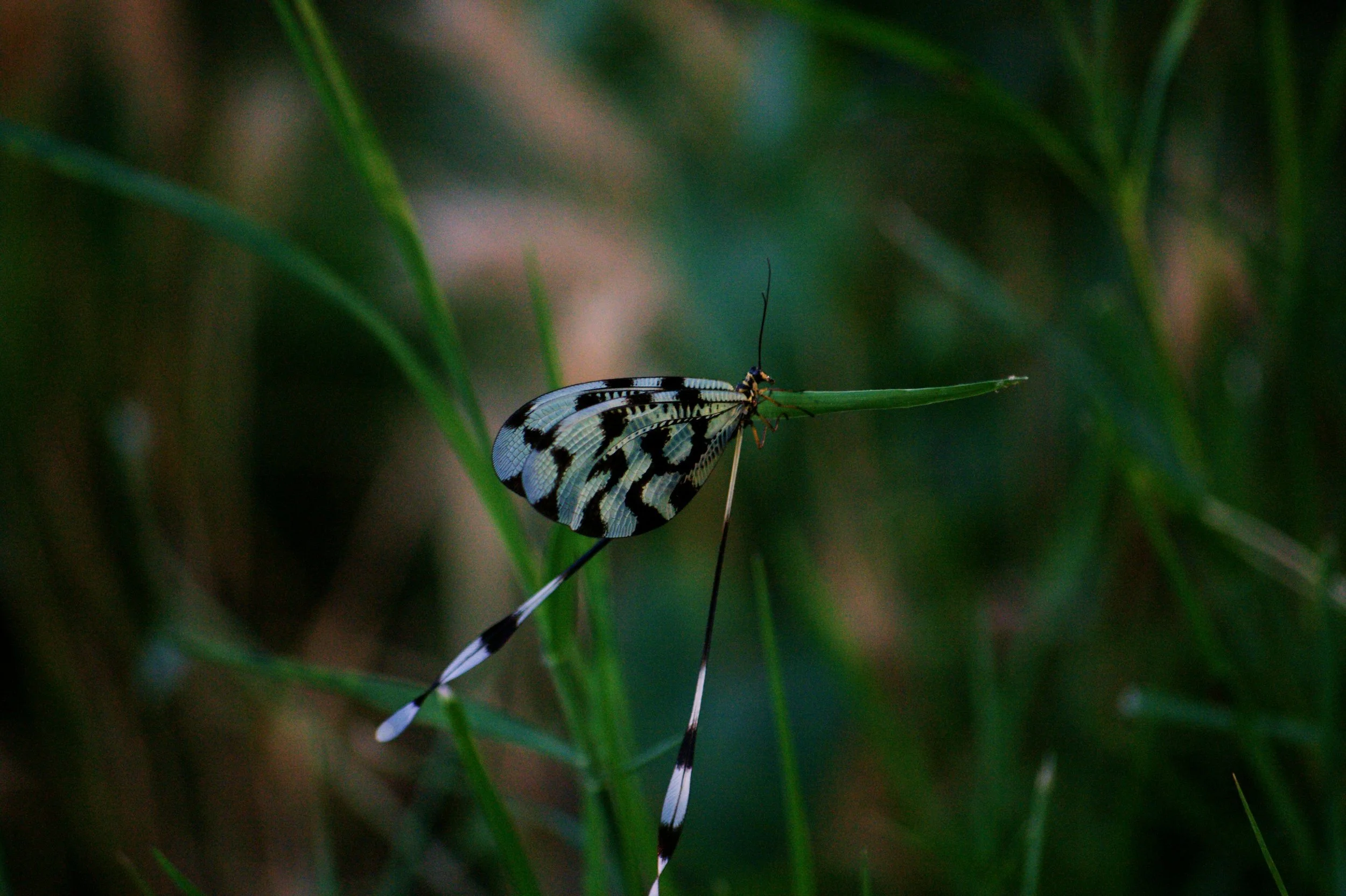 image blog post